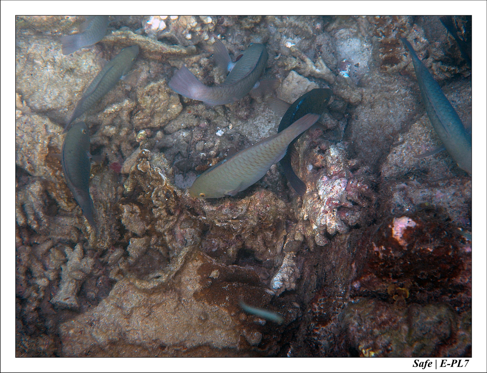 2018 - 08 - Pulau Tinggi - 04